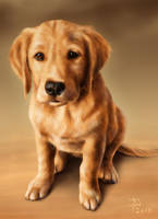 Golden Puppy