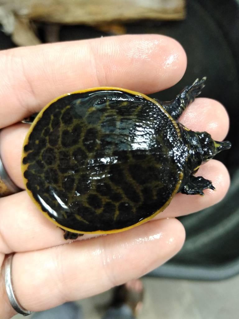Deviantart Softshell Turtle Florida softshell turtle by Azhram on DeviantArt