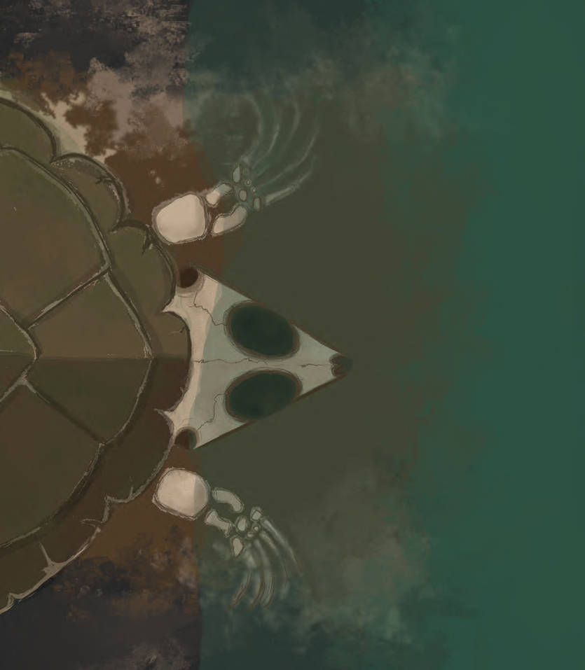Deviantart Softshell Turtle Shell by ThingVulture on DeviantArt