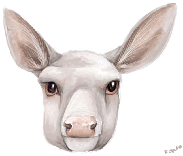 Albino Doe by Ronto on DeviantArt