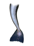 mermaid tail part 1