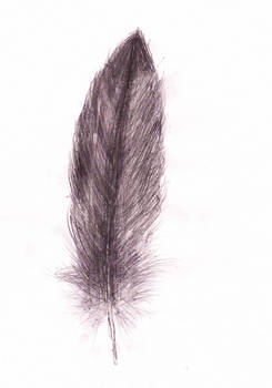 Feather