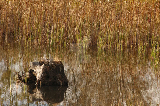 Skull Pond