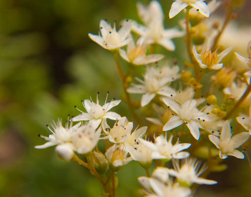 Tiny Flowers