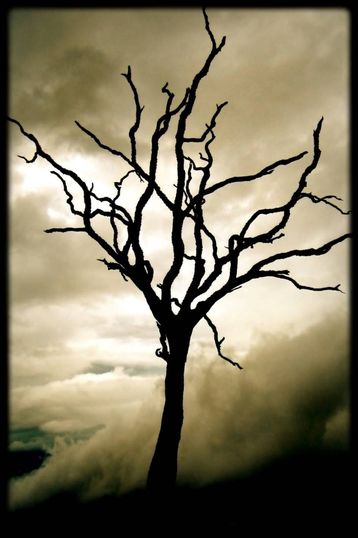 Dead Tree Shadows dead tree in shadows by William-Cordero on DeviantArt