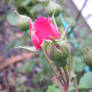 A rose bud