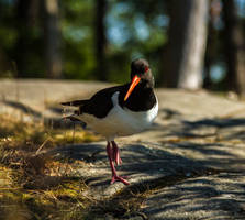 Oystercatcher