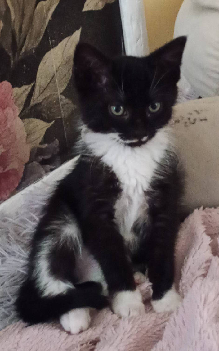 Vari-update (4 months old) by Natta77 on DeviantArt