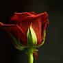 A Red Red Rose II