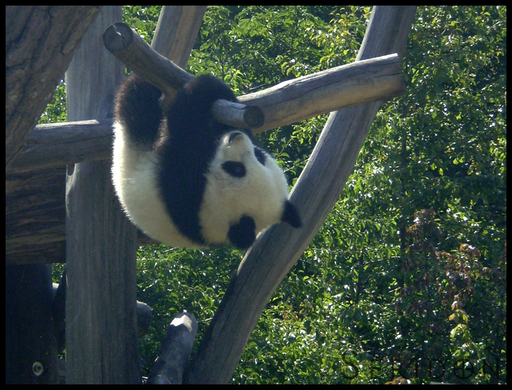 Giant Panda cub