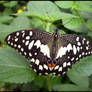 Citrus Swallowtail