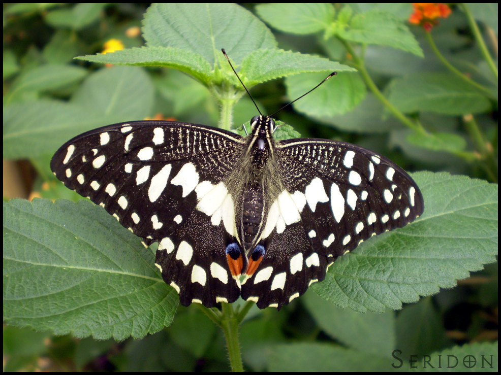 Citrus Swallowtail