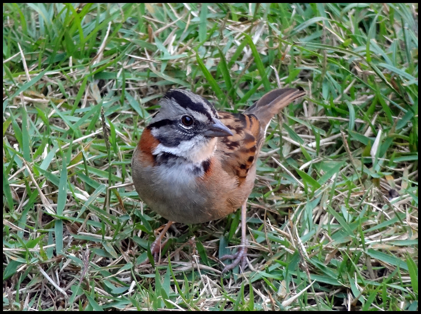 Rufous-collared Sparrow