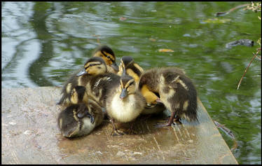 Ducklings