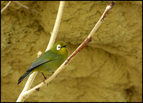 Kikuyu white-eye