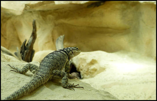 Blue spiny lizard