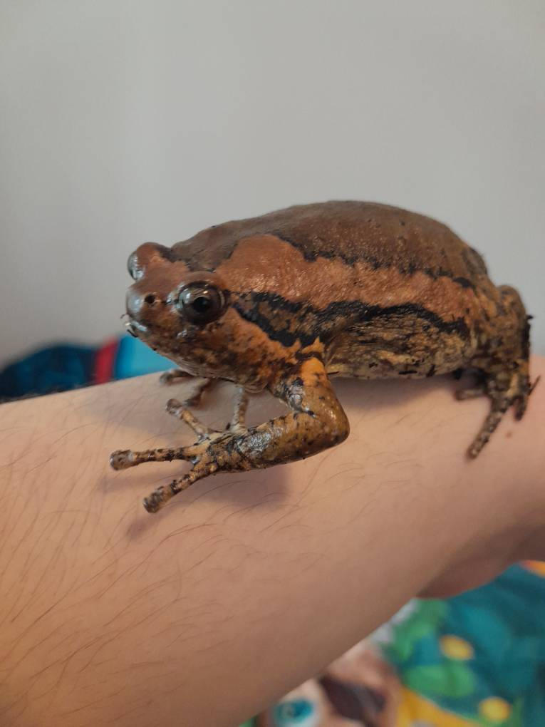 Burger the banded bullfrog by Littleseal15 on DeviantArt