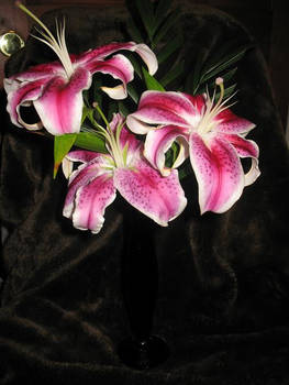 Stargazer Lily