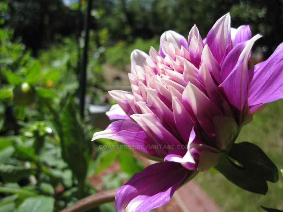 Purple Sunfire II by GoAstros5 on DeviantArt