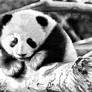 Baby Panda