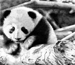 Baby Panda by VixenArtz