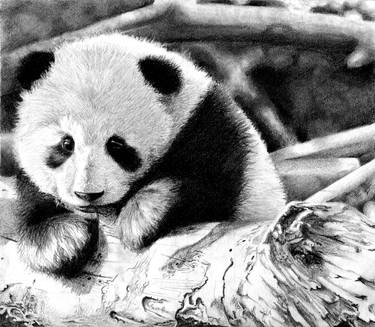 Baby Panda