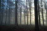 STOCK Foggy forest