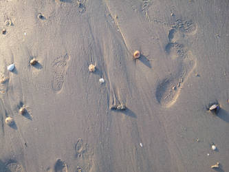 A Walk on the Beach