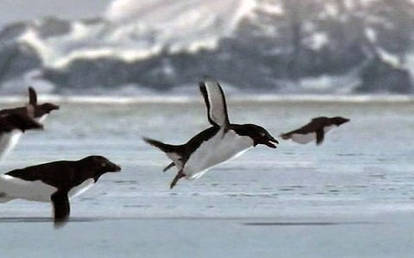 Flying Penguins