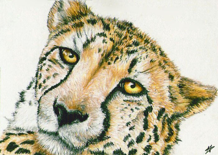 Cheetah - ACEO