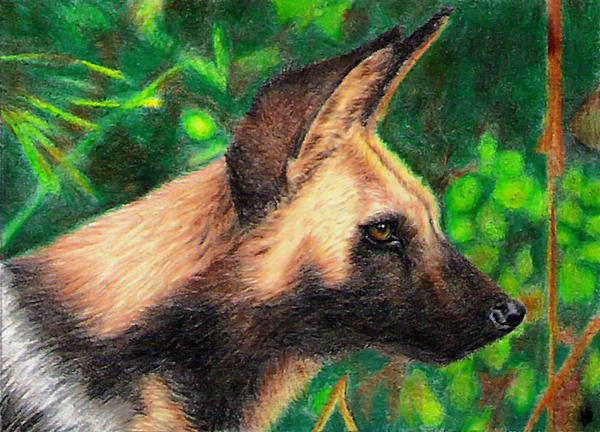 African Dog - ACEO