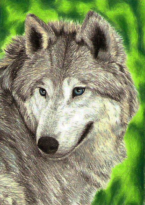 Wolf - ACEO