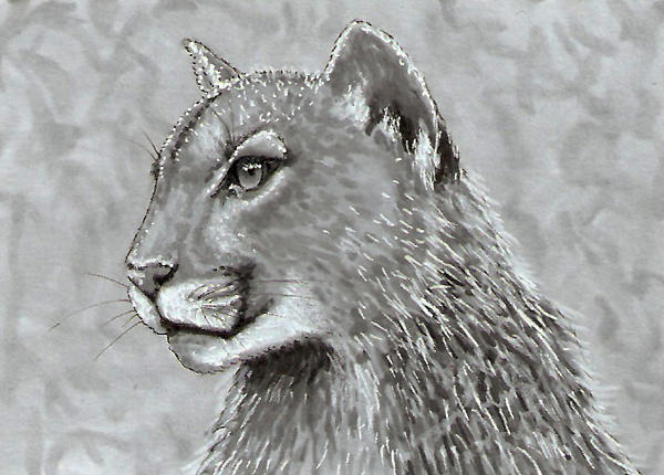 Cougar - ACEO