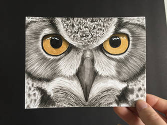 Golden Eyes - owl