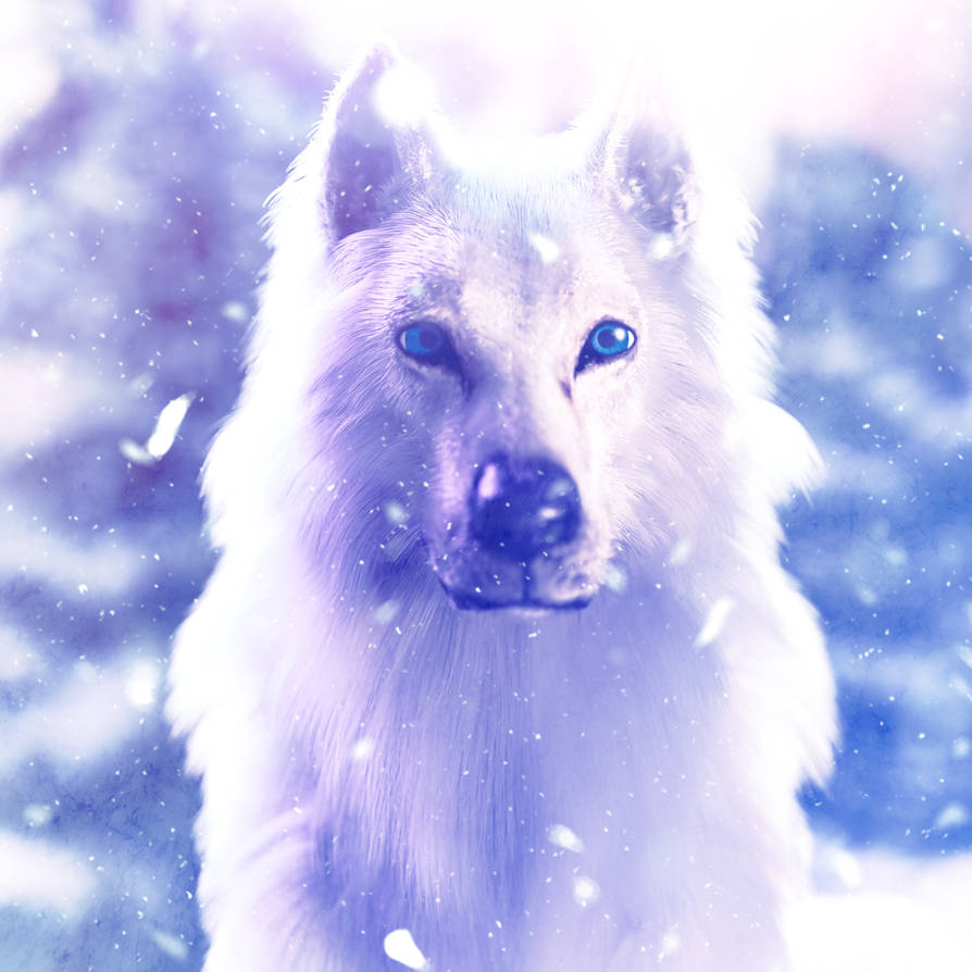 White Wolf by fiercefirewo1f on DeviantArt