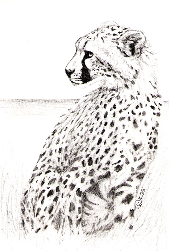 Cheetah2