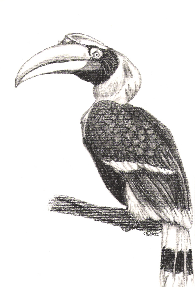 Hornbill Charcoal