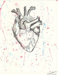 Anatomical Heart