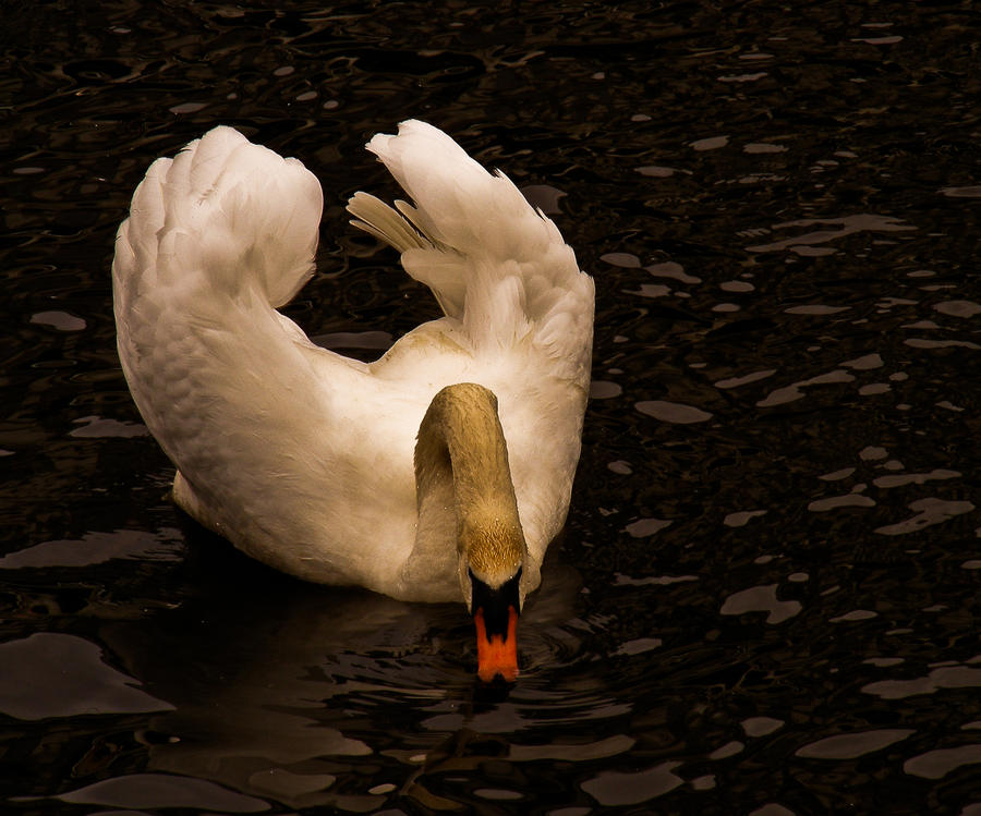 swan