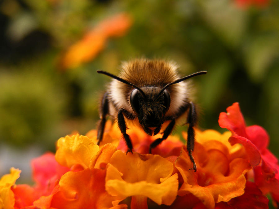 bumblebee and flower 3