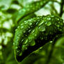 leaf with water drops