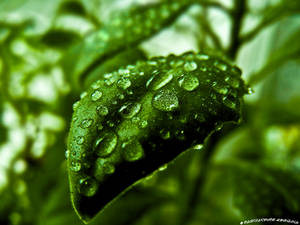 leaf with water drops