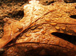 brown leaf and drops of water by rockmylife