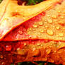 colorful leaf and drops