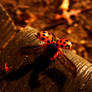 wings of ladybug