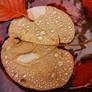 leaf on water and water drops