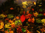 mixed color of leafs in water by rockmylife