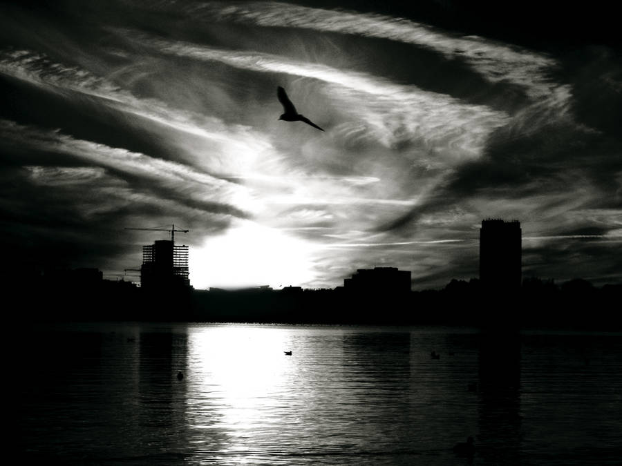 dreaming in black and white by rockmylife