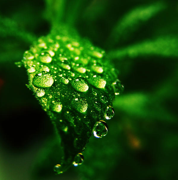 macro drops