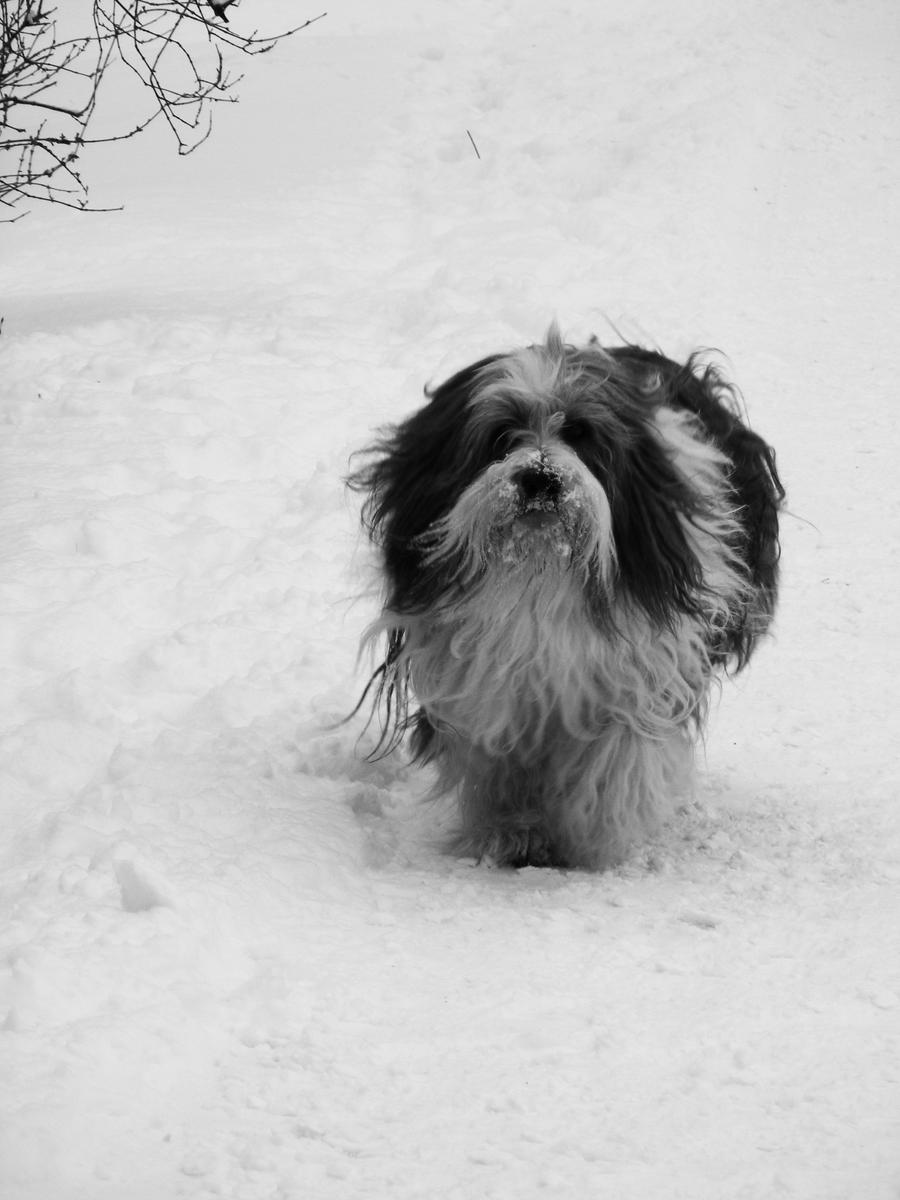 my name is Fluffy